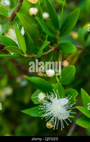 Blühende Myrtenzweige mit kleinen weißen Blüten Stockfoto