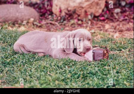 Weimaraner Welpe draußen im Gras Kaukarton Spielzeug Stockfoto