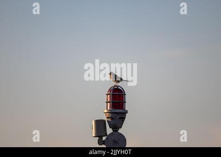 Montreal, Quebec, Kanada 07-04-2022: Kleiner Vogel auf einer Flughafenbeleuchtung in Montreal. Stockfoto