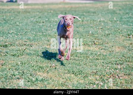 Weimaraner läuft draußen im Gras und trägt den Ball im Mund Stockfoto