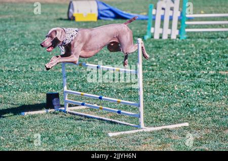 Weimaraner springt über die Hürde draußen Stockfoto