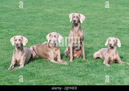 Vier Weimaraner im Gras draußen Stockfoto