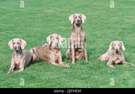 Vier Weimaraner im Gras draußen Stockfoto