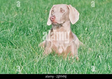 Weimaraner legt sich draußen im Gras nieder Stockfoto