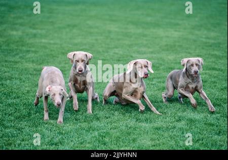 Vier Weimaraner im Gras draußen Stockfoto