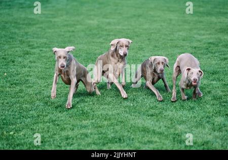 Vier Weimaraner im Gras draußen Stockfoto
