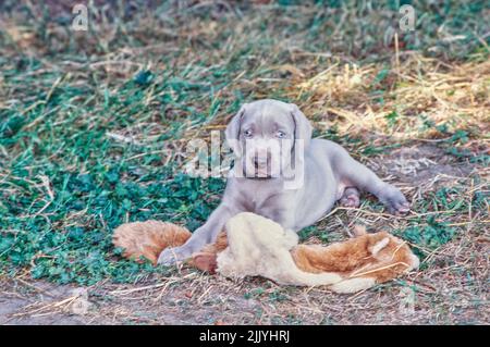 Weimaraner legt sich draußen mit Spielzeug hin Stockfoto