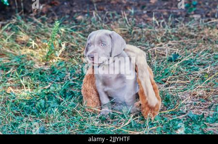 Weimaraner legt sich draußen mit Spielzeug hin Stockfoto