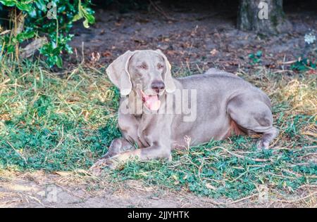 Weimaraner legt sich draußen nieder Stockfoto