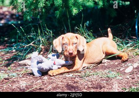 Vizsla Welpe liegt draußen mit Stofftier Spielzeug Stockfoto