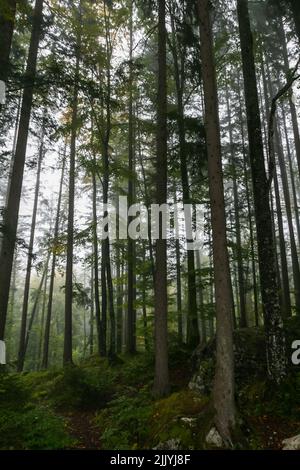Nebliger Nadelwald bei Zugspitze, Deutschland, mit hohen Fichten- oder Tannenbäumen, dichtem Wald und einer ruhigen, nebeligen Atmosphäre. Stockfoto