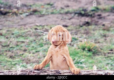 Vizsla Welpe sitzt auf Baumstamm Stockfoto