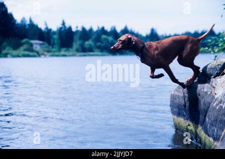 Vizsla draußen springen in See Wasser von Steinkante Stockfoto