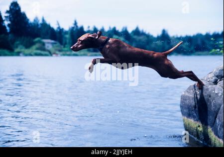 Vizsla draußen springen in See Wasser von Steinkante Stockfoto