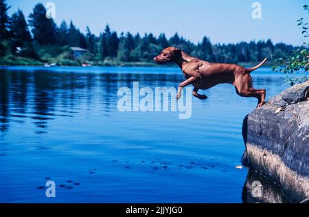 Vizsla draußen springen in See Wasser von Steinkante Stockfoto