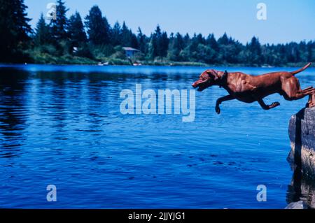 Vizsla draußen springen in See Wasser von Steinkante Stockfoto