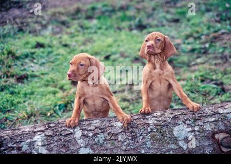 Zwei Vizsla Welpen sitzen auf Baumstamm Stockfoto