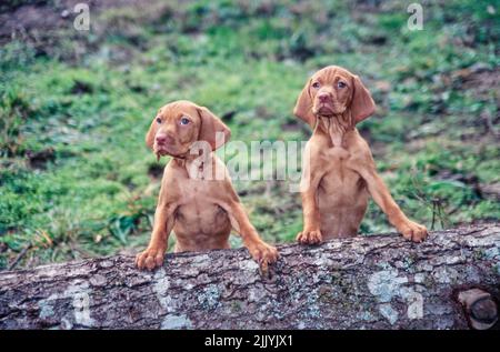 Zwei Vizsla Welpen sitzen auf Baumstamm Stockfoto