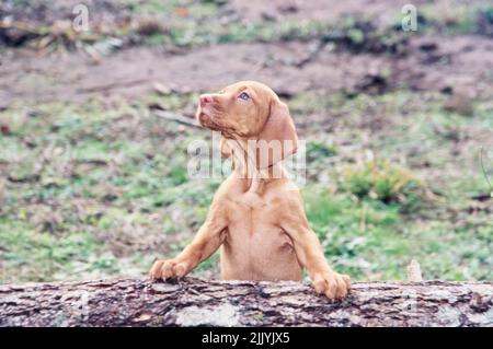 Vizsla Welpe sitzt auf Baumstamm Stockfoto