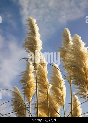 Flauschig blühender Kopf von Toi toi gegen blauen Himmel Stockfoto