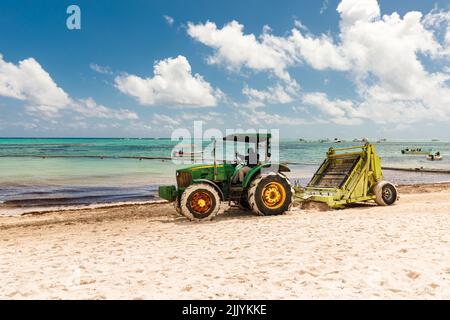 07.24.2022. Dominikanische Republik Bavaro Punta cana Provinzen La Altagracia. Algen am Strand. Algensargassum. Karibisches Umweltproblem. Stockfoto