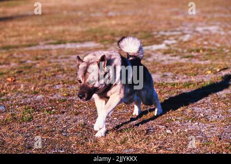 Ein norwegischer Elchhund im Gras Stockfoto