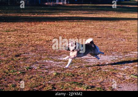 Ein norwegischer Elchhund im Gras Stockfoto