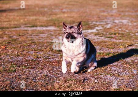 Ein norwegischer Elchhund im Gras Stockfoto