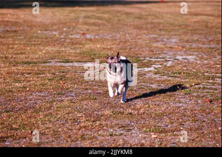 Ein norwegischer Elchhund im Gras Stockfoto