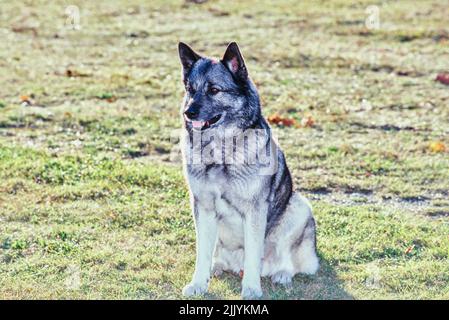 Ein norwegischer Elchhund im Gras Stockfoto