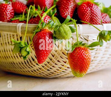 Korb voller frisch gepflückter Erdbeeren Stockfoto