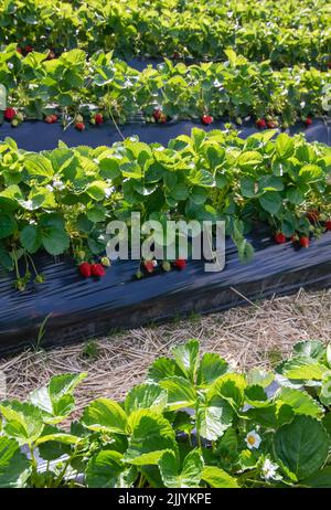 Reihen von Erdbeerpflanzen mit roten und grünen Waldbeeren im Marktgarten Stockfoto