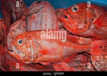 Ein Blick auf das Leben in Neuseeland: Frisch gelandeter Fang (Orange Roughy: Hoplostethus Atlanticus), von einem Tiefseetrawl. Stockfoto