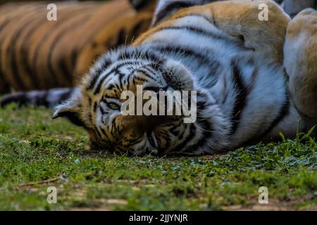 Royal Bengal Tiger schlafen und entspannen in einem Zoo in Afrika Stockfoto