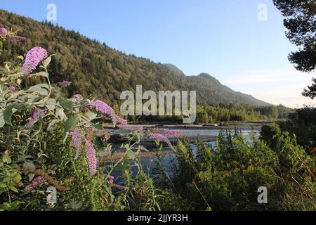 Vedder River, Chilliwack BC, Kanada, Sunrise Stockfoto