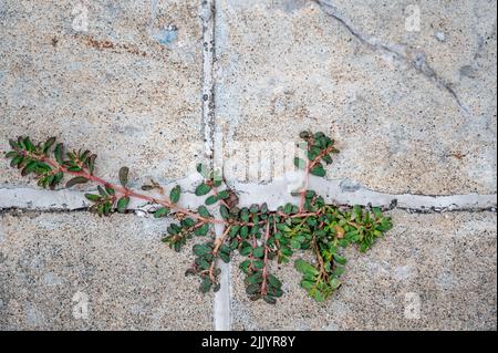 Pursloganes Unkraut, das durch einen Riss und eine Fuge zwischen zwei Betonplatten wächst. Stockfoto