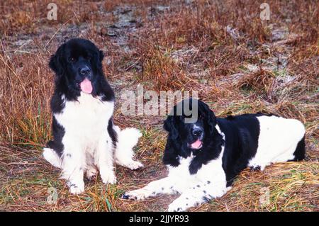 Zwei Neufundländer Hunde im Gras Stockfoto