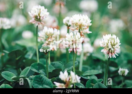 Weißer Kleeblatt blüht, Trifolium repens blüht aus der Nähe Stockfoto