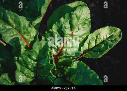 Rübenblätter aus der Nähe, Rüben wachsen im Gemüsegarten Stockfoto