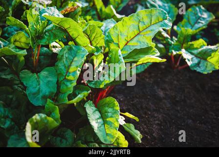 mangold Pflanzen wachsen im Garten, Blattgemüse im Gartenbeet Stockfoto