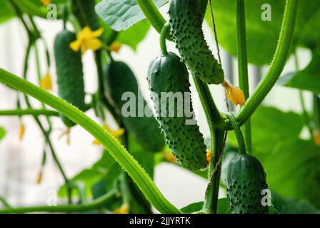 Im Gewächshaus angebaute Gurken, Bio-Gehöft, selbst angebautes Gemüse Stockfoto