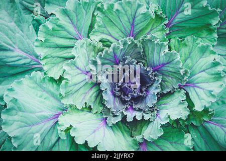 Zierkohl, Grünkohl im Hintergrund Stockfoto