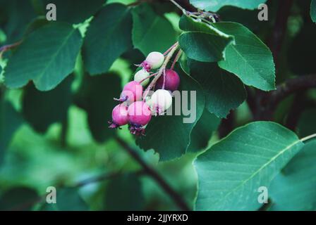 Saskatoon Service Beerenobst, Amelanchier Alnifolia oder Schattenbeere reifen im Garten Stockfoto