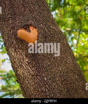 Wald braun Holzhintergrund. Textur Wald Holzbaumrinde mit Zeichen des Herzens. Liebe in der Natur. Pacific Madrona Baum. Erdbeerbaum Arbutus. Stockfoto