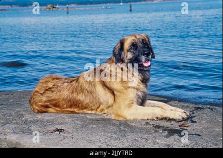 Leonberger Hund am Strand Stockfoto