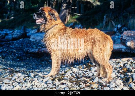 Ein Leonberger Hund an einem felsigen Strand Stockfoto