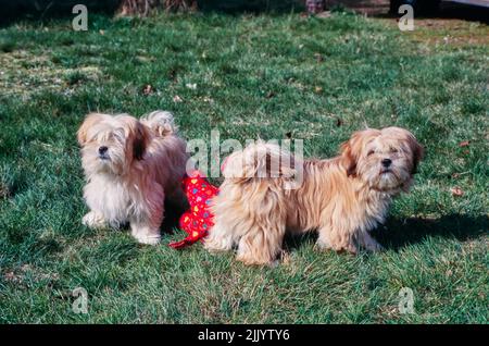 Zwei Lhasa apso Hunde auf Gras Stockfoto