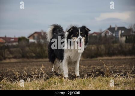 Ein süßer Border Collie Hund auf einem Gras, der mit der Zunge nach außen auf die Kamera schaut Stockfoto