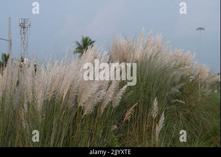 Kaash Ful, Saccharum Spontaneum ist eine saisonale Blume, die im Herbst während des Durga Puja Festivals blüht. Stockfoto