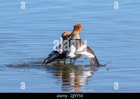 Nach der Paarung eines Avocet-Paares kreuzen und berühren Sie Scheine, und mit gerafften Federn und Blick auf einander gehen in einem Kreis und beenden ihr Ritual. Stockfoto